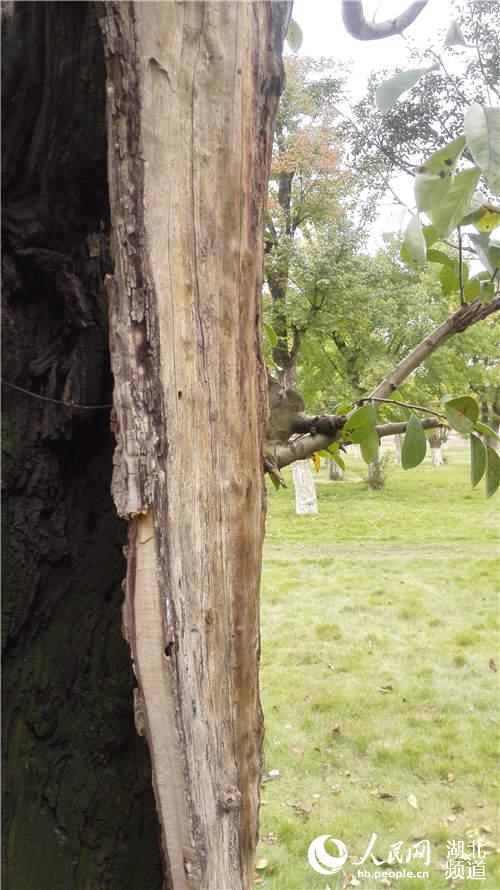 武當(dāng)山玉虛宮內(nèi)80年古樹只剩“一張皮”