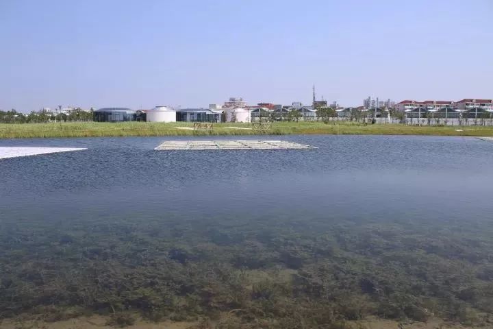 魔都這個23萬平濕地公園，本周末起免費開放