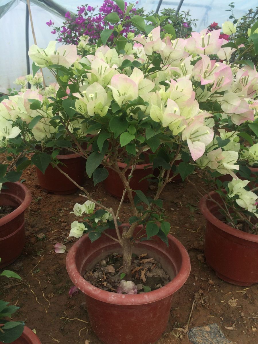 最適合擺在窗臺上的花卉盆栽