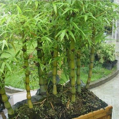 最適合擺在窗臺上的花卉盆栽