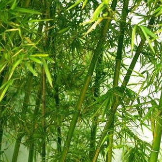 最適合擺在窗臺上的花卉盆栽