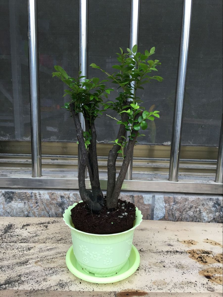 最適合擺在窗臺上的花卉盆栽