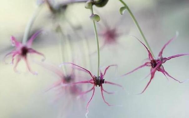 衢州開化成功繁育 這種瀕危植物美炸了