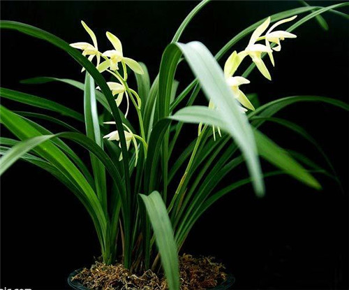 家居花藝風水你留意了嗎