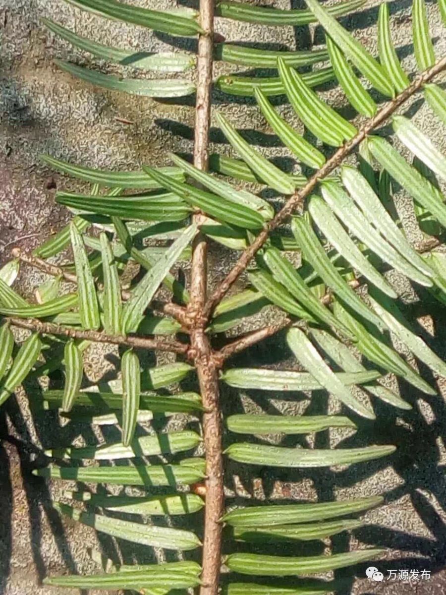 萬源絲羅鄉發現成片黃杉林 系珍稀瀕危植物