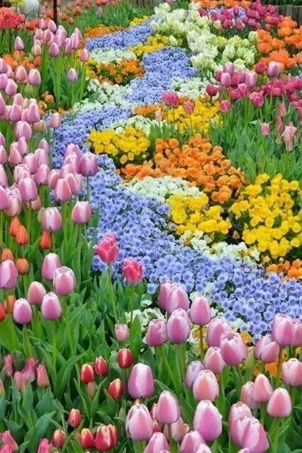 景觀植物——球根花卉種植搭配攻略