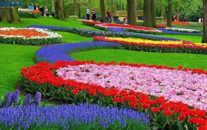 景觀植物——球根花卉種植搭配攻略