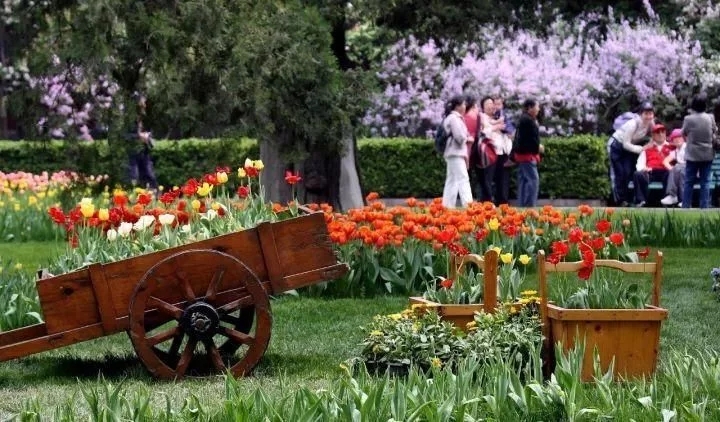 景觀植物——球根花卉種植搭配攻略