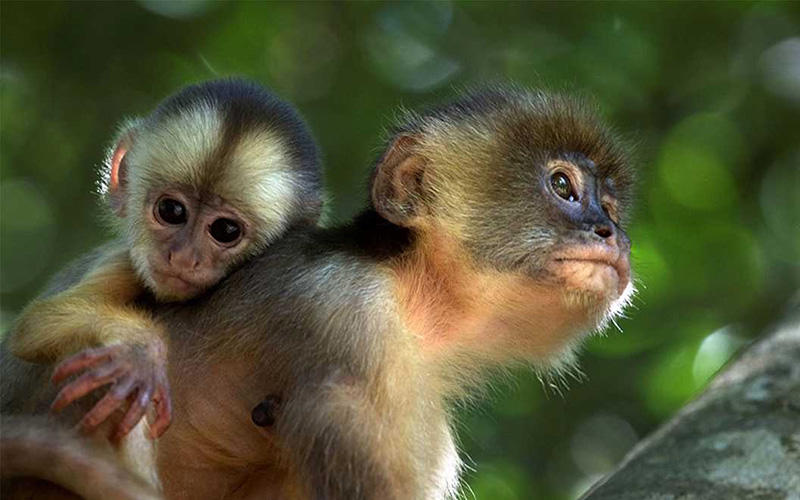 十年用掉144億！保護生物多樣性 沒錢怎么行