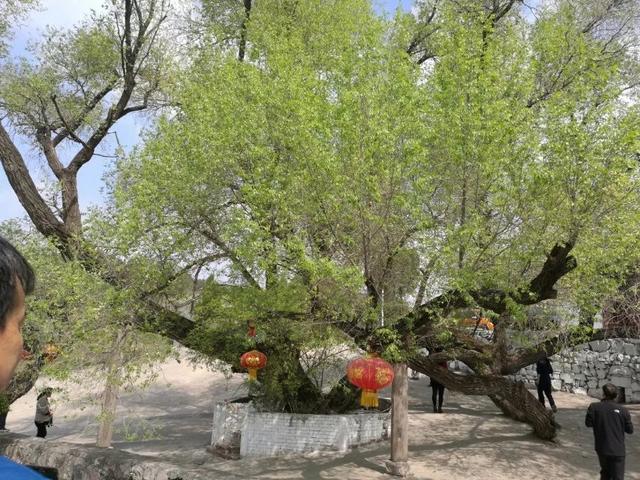 太行山壯觀的這些古樹