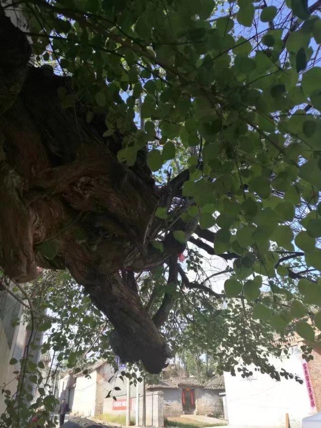 太行山壯觀的這些古樹