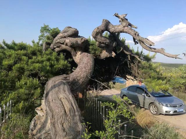 太行山壯觀的這些古樹