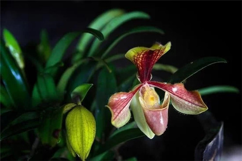 世界一級重點保護瀕危植物之麻栗坡兜蘭