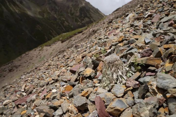 中科院植物學博士帶你認識瀕危植物