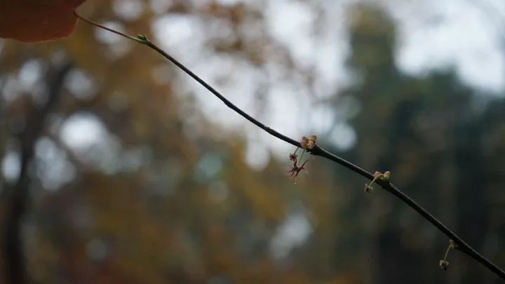 中科院植物學博士帶你認識瀕危植物