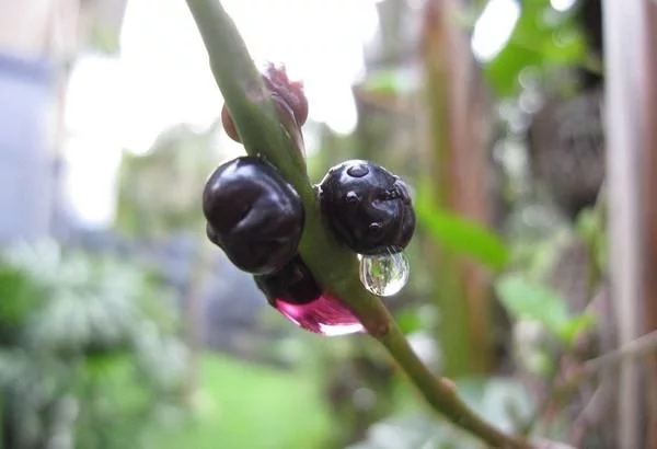 農(nóng)村一種觀賞類植物,號(hào)稱“天然補(bǔ)鈣劑”