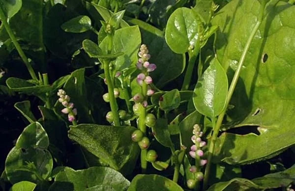 農(nóng)村一種觀賞類植物,號(hào)稱“天然補(bǔ)鈣劑”