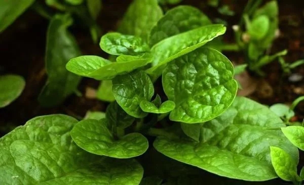 農(nóng)村一種觀賞類植物,號(hào)稱“天然補(bǔ)鈣劑”