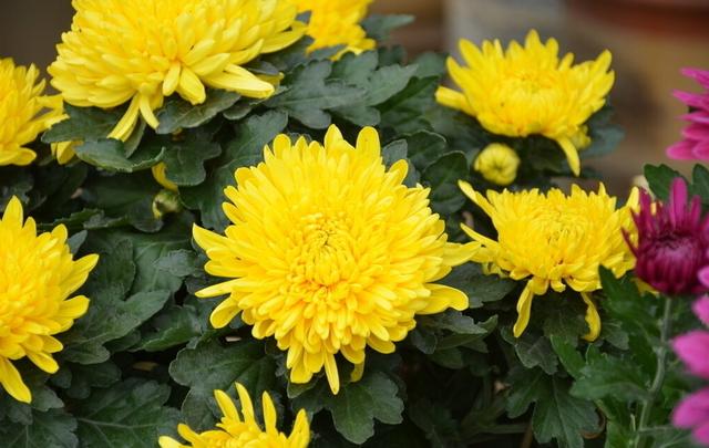 只需1個技巧就可調控你的盆栽花卉開花時間