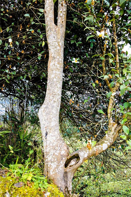 鄂西利川:毛壩鄉楠木村古樹名木繁茂