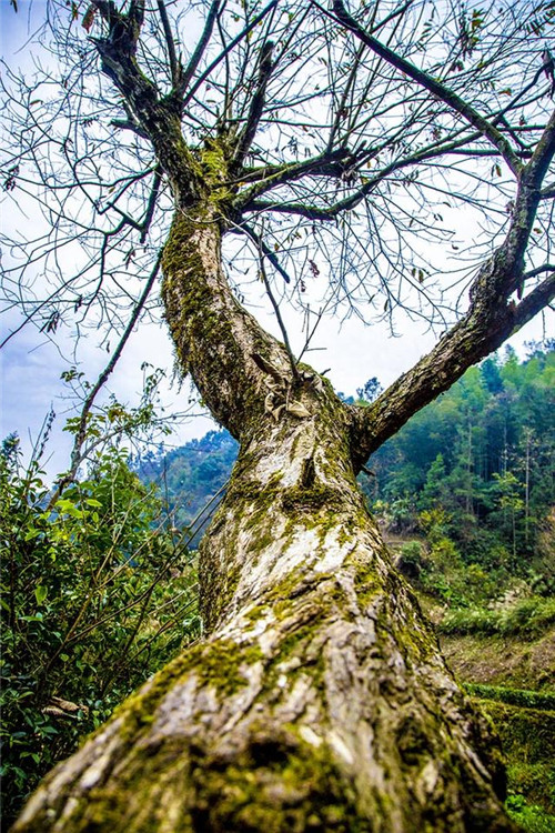 鄂西利川:毛壩鄉楠木村古樹名木繁茂