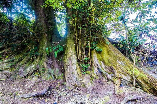鄂西利川:毛壩鄉楠木村古樹名木繁茂