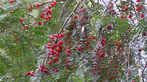 1200年的古樹,結(jié)滿了”紅寶石”!