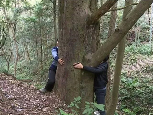 1200年的古樹,結(jié)滿了”紅寶石”!