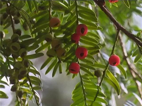 1200年的古樹,結(jié)滿了”紅寶石”!