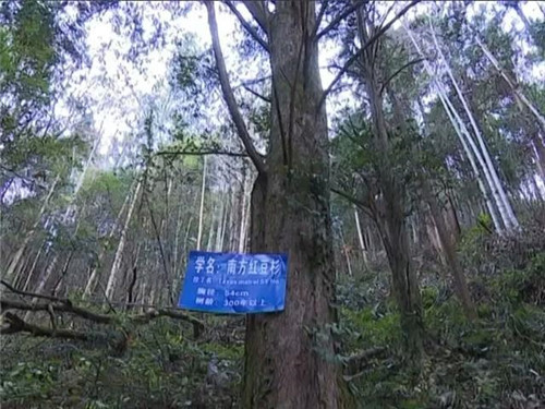 1200年的古樹,結(jié)滿了”紅寶石”!