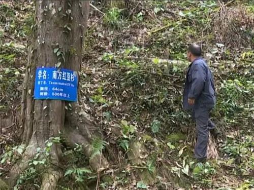 1200年的古樹,結(jié)滿了”紅寶石”!