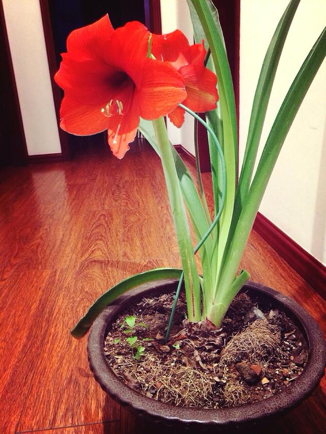 養(yǎng)這5種球根花卉，年年開花爆盆