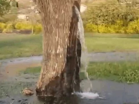 男子野外散步發現一棵古樹有異樣