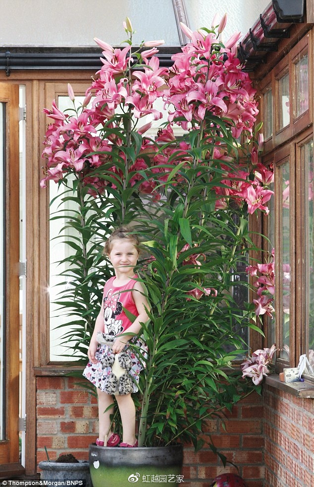 你種過1.5米高的庭院百合嗎？