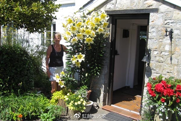 你種過1.5米高的庭院百合嗎？