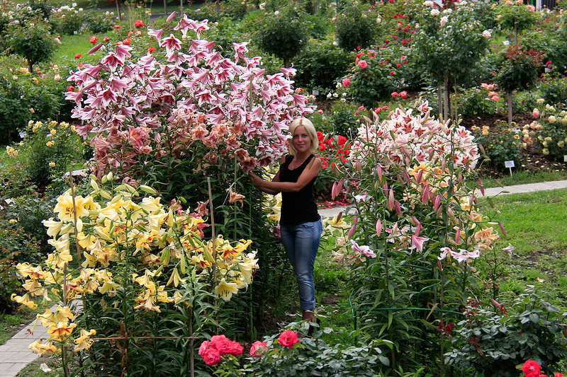 你種過1.5米高的庭院百合嗎？