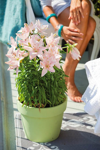 你種過1.5米高的庭院百合嗎？