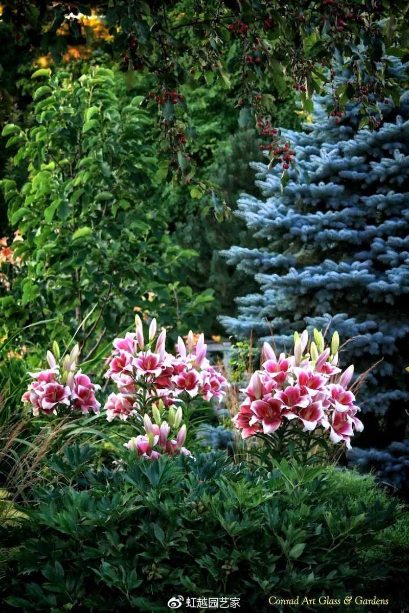 你種過1.5米高的庭院百合嗎？