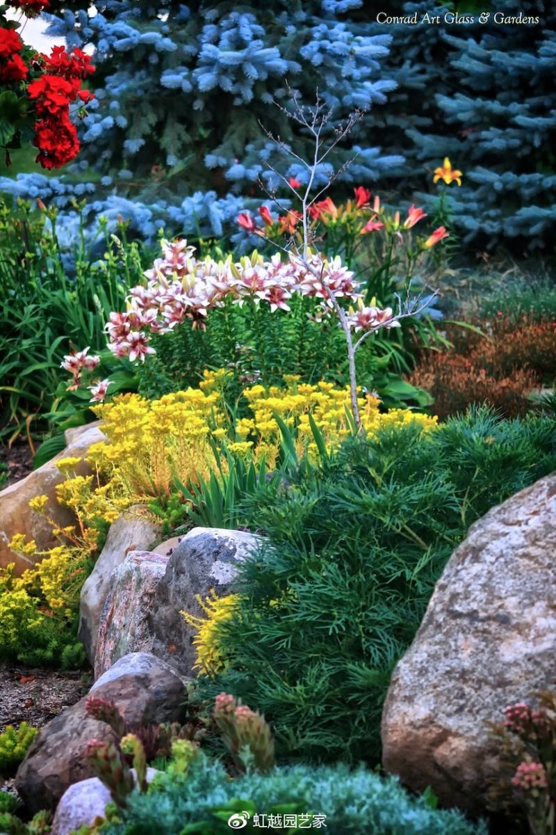 你種過1.5米高的庭院百合嗎？