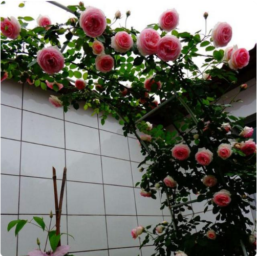 9種花卉爬藤能爬滿墻，美不勝收