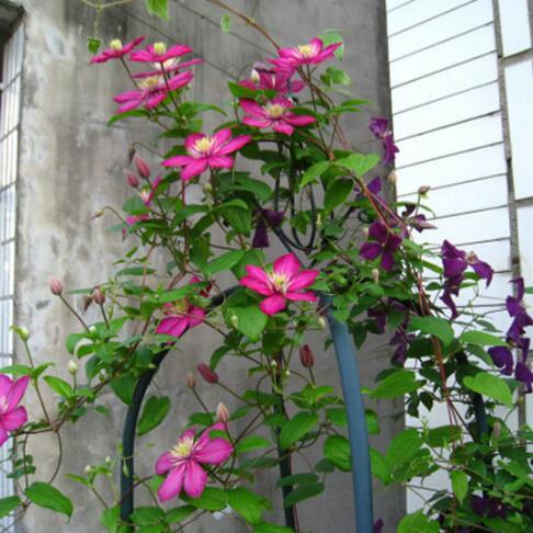 9種花卉爬藤能爬滿墻，美不勝收