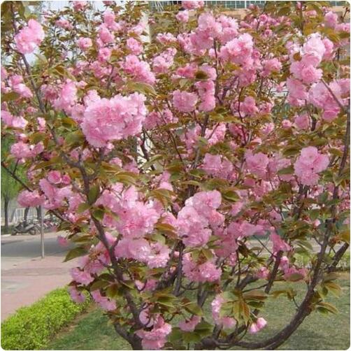 9種花卉爬藤能爬滿墻，美不勝收