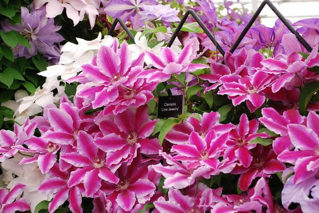 鐵線蓮是鐵漢子,養(yǎng)護(hù)要“粗”養(yǎng)