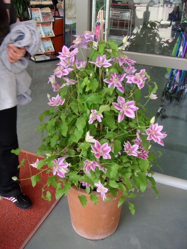 鐵線蓮是鐵漢子,養(yǎng)護(hù)要“粗”養(yǎng)