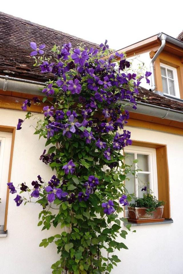 鐵線蓮是鐵漢子,養(yǎng)護(hù)要“粗”養(yǎng)