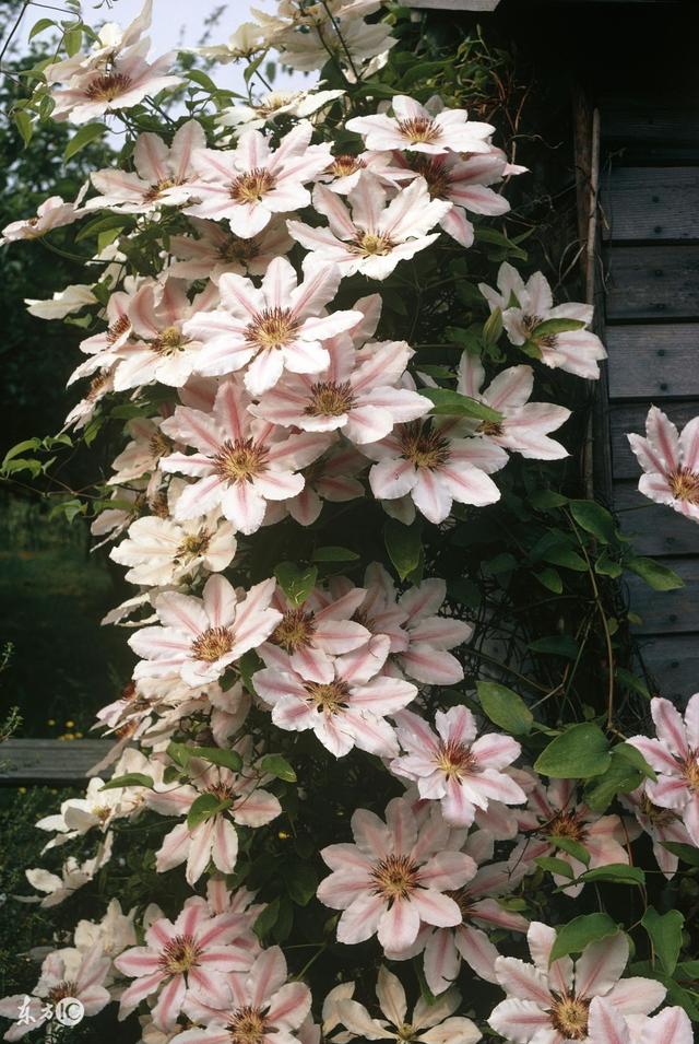 鐵線蓮是鐵漢子,養(yǎng)護(hù)要“粗”養(yǎng)