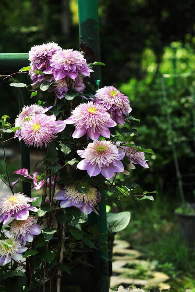 鐵線蓮是鐵漢子,養(yǎng)護(hù)要“粗”養(yǎng)