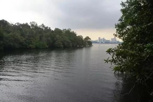 新加坡自然保護區(qū)的貝殼不要撿，會被罰款
