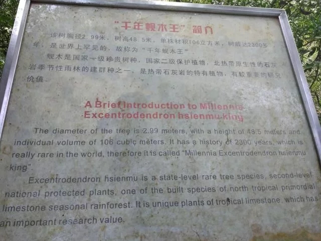 走進(jìn)廣西:探秘弄崗自然保護(hù)區(qū)千年蜆木王