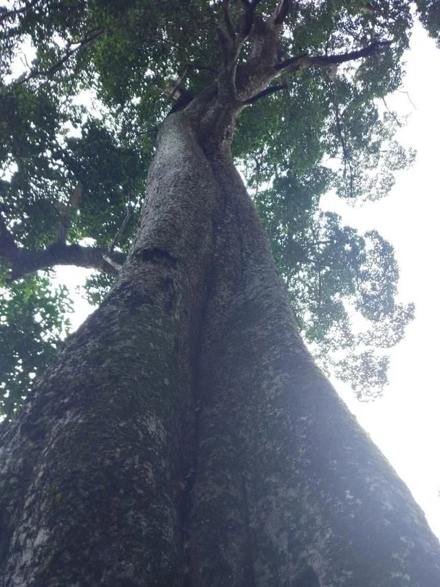 走進(jìn)廣西:探秘弄崗自然保護(hù)區(qū)千年蜆木王